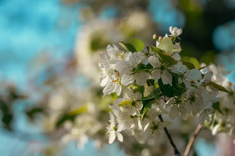 White apple blossom in spring