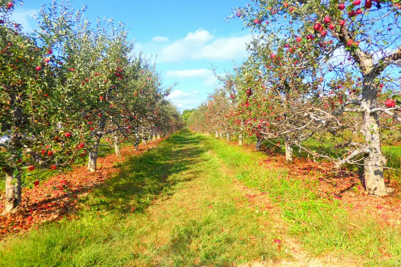 Grass alley between apple trees in an autumn orchard
