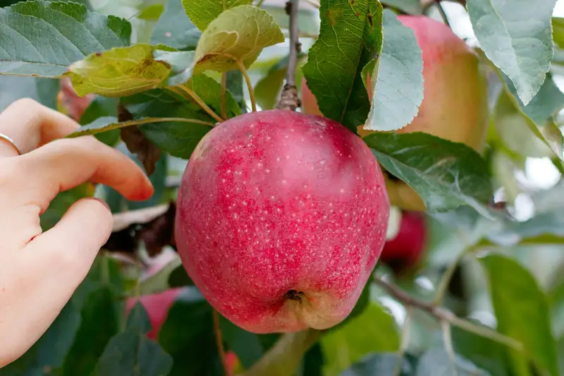 Hand picking a ripe red apple
