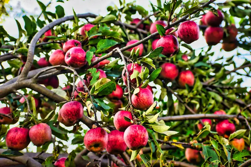 Red apples ripening on the branches