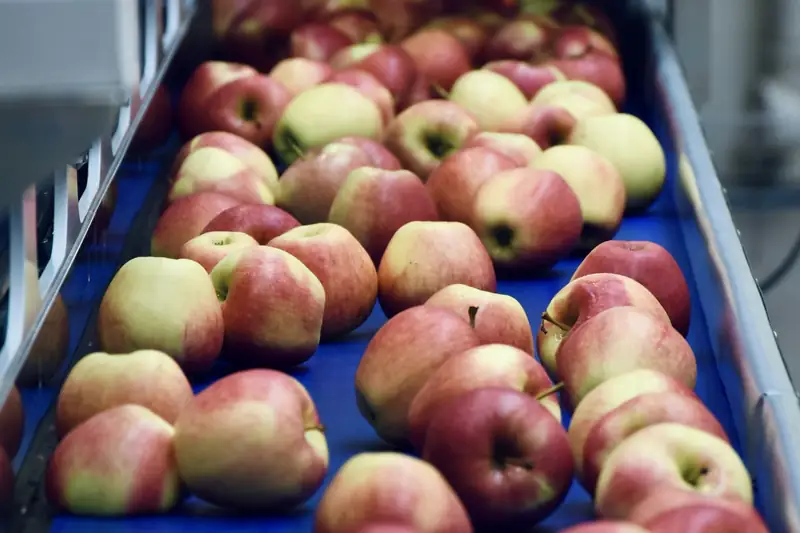 Apples moving along a sorting and grading line