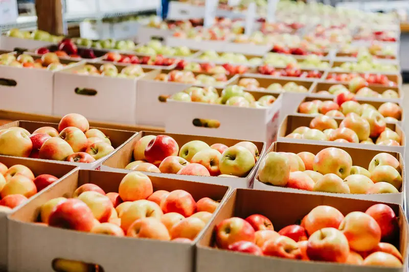 Apples graded into boxes at a packhouse