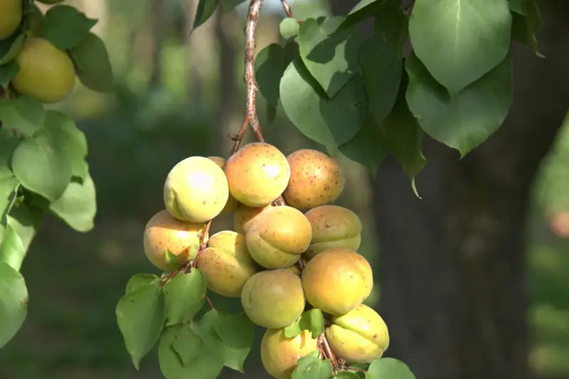 Apricots ripening on the tree