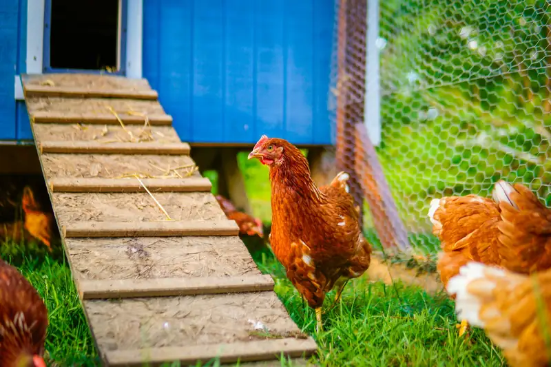 Hens by a backyard coop ramp