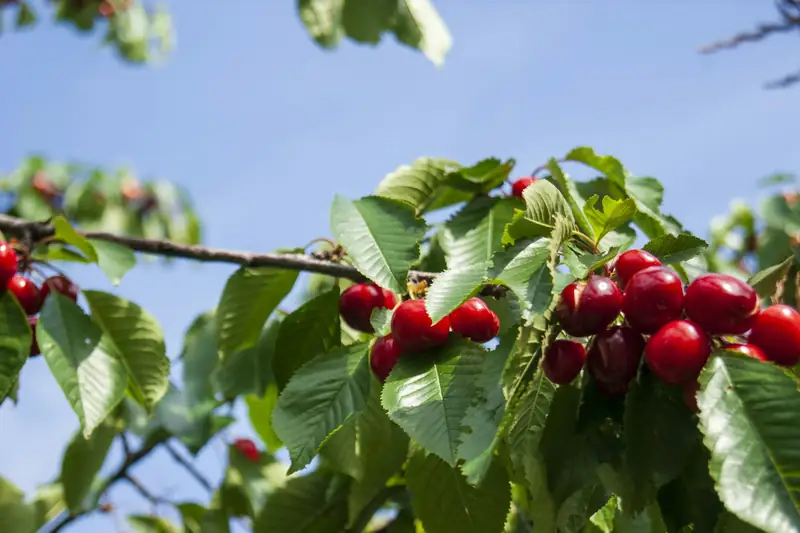 Ripe red cherries on the branch