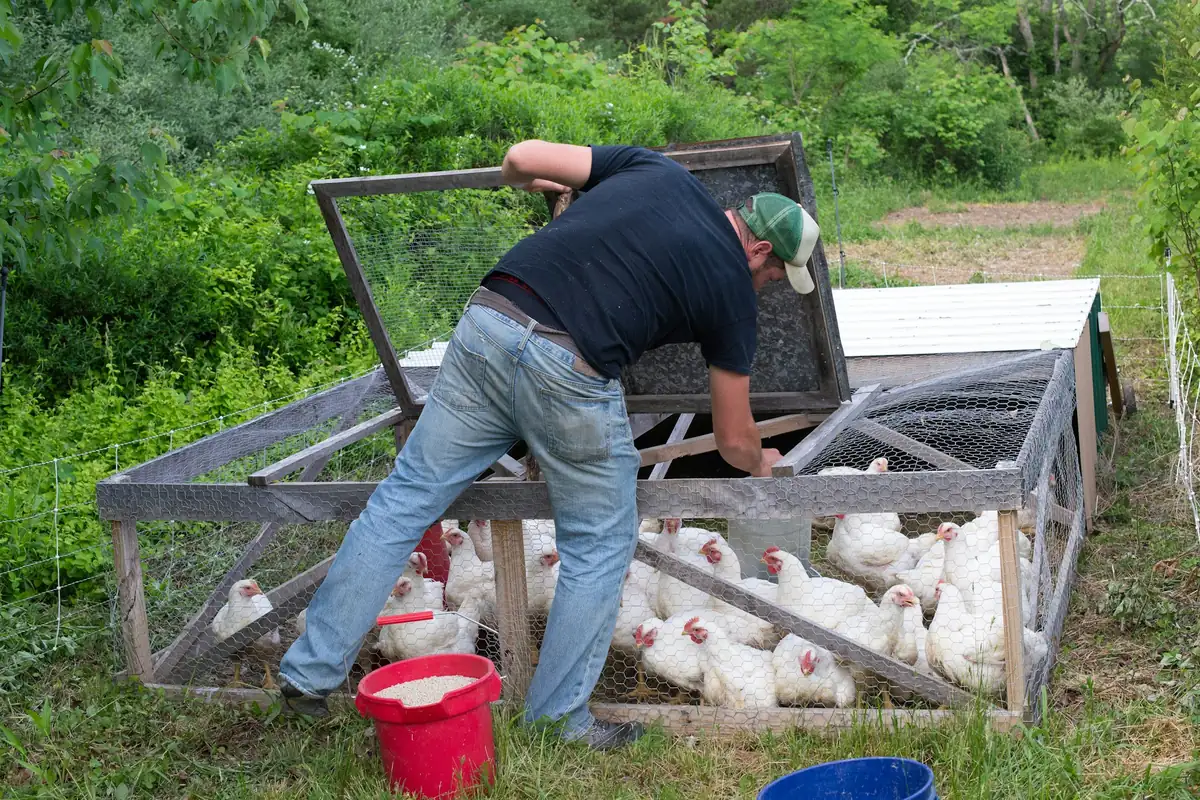 Moving a chicken tractor to fresh grass