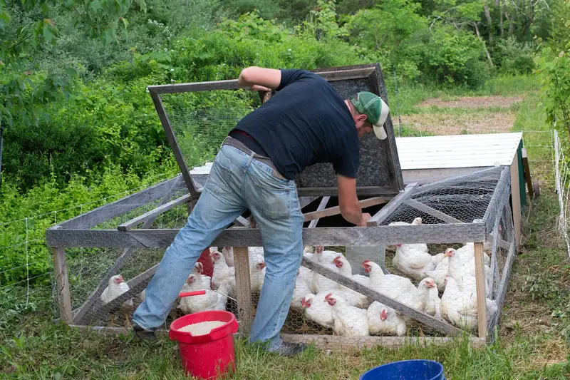 Moving a chicken tractor to fresh grass