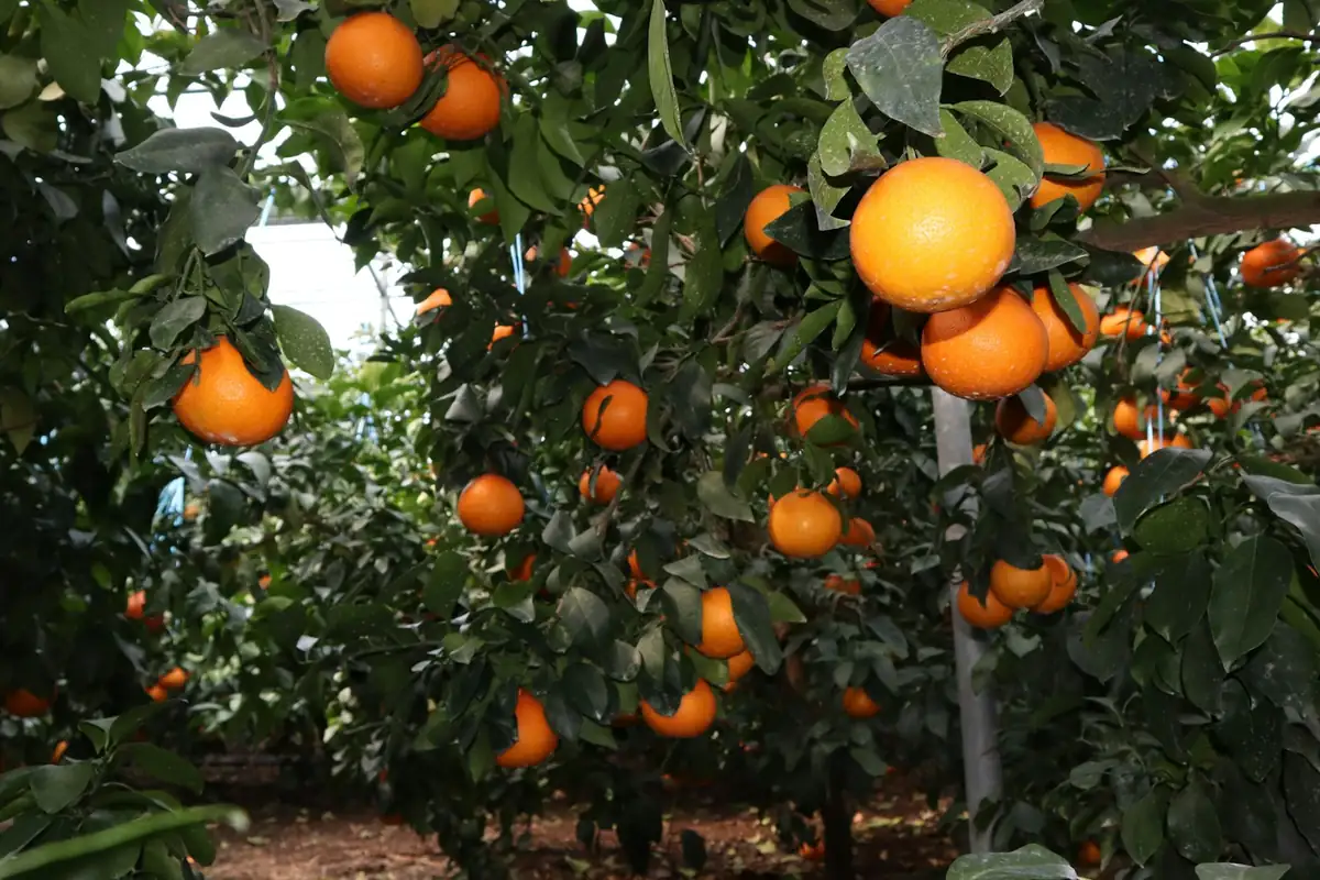 Citrus orchard with ripe fruit