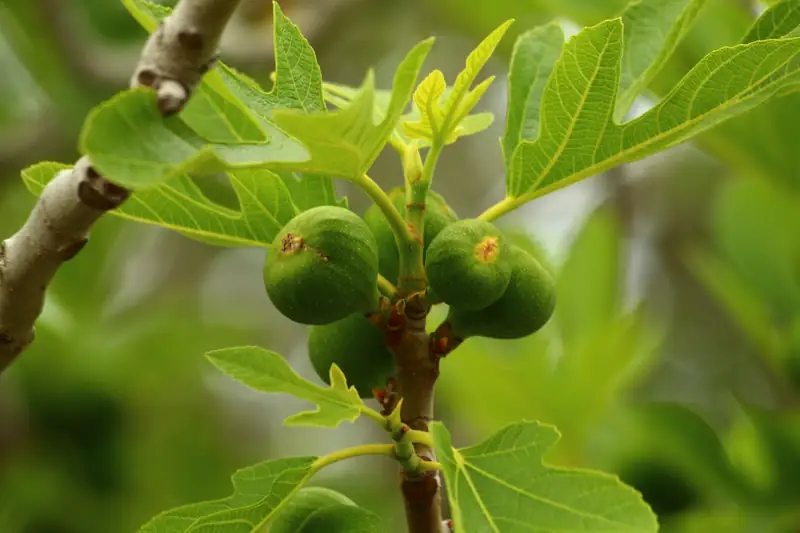Young figs on the branch