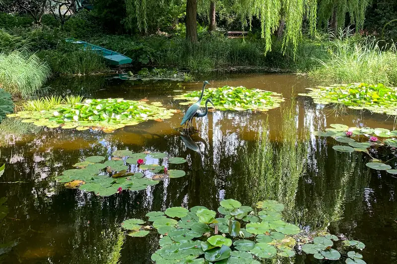 Garden pond with water lilies and willows