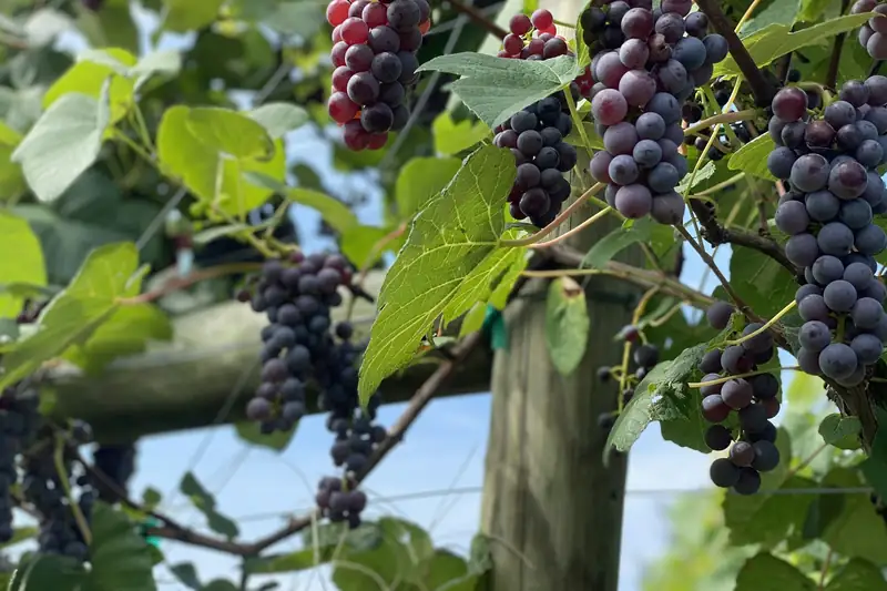 Grape bunches on the vine