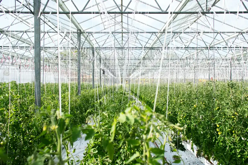 Tomato crop in a modern greenhouse