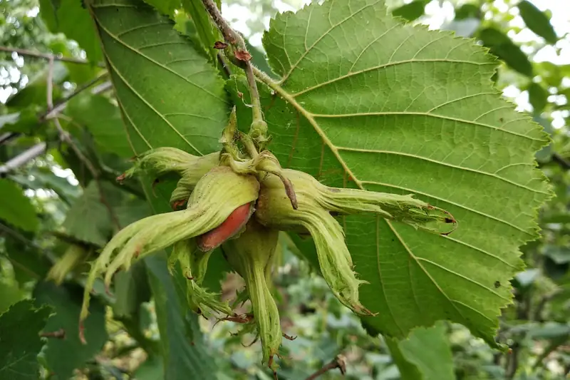 Hazelnuts in their husks on the tree