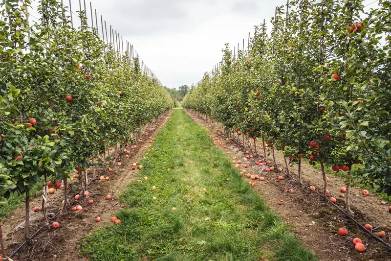High-density apple orchard on a trellis with ripe red apples