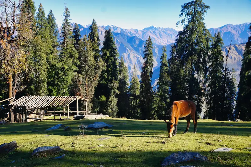 Mountain meadow with deodars in Himachal