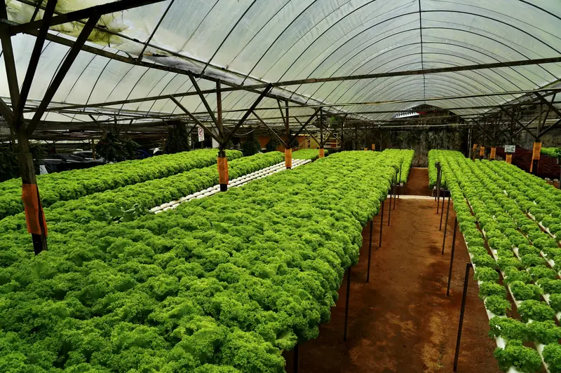Hydroponic lettuce beds in a polyhouse