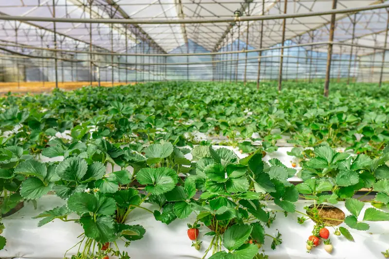 Strawberries in raised hydroponic gutters in a greenhouse