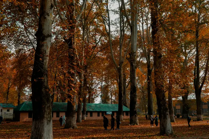 Chinar trees in autumn, Srinagar