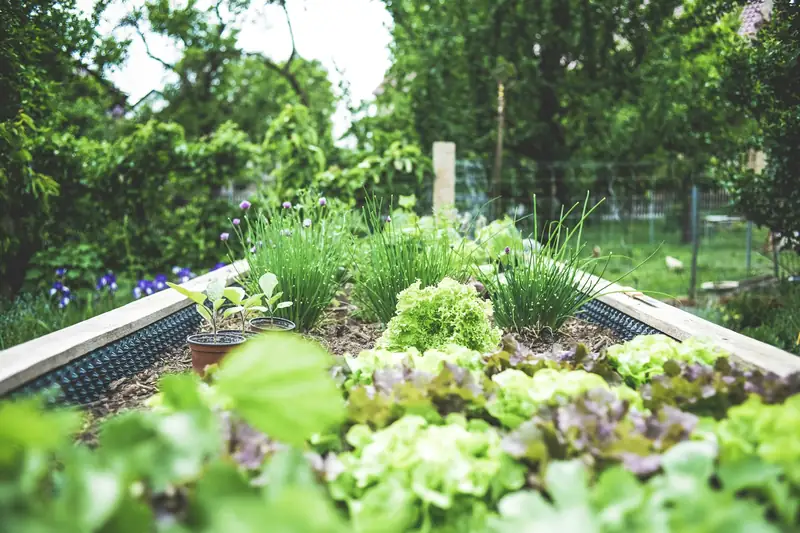 Lettuce and chives growing in a raised kitchen-garden bed