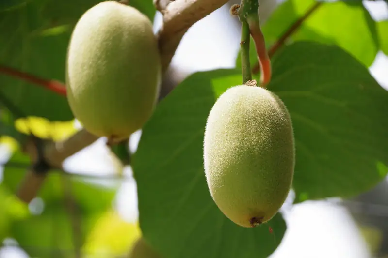 Kiwifruit hanging on the vine