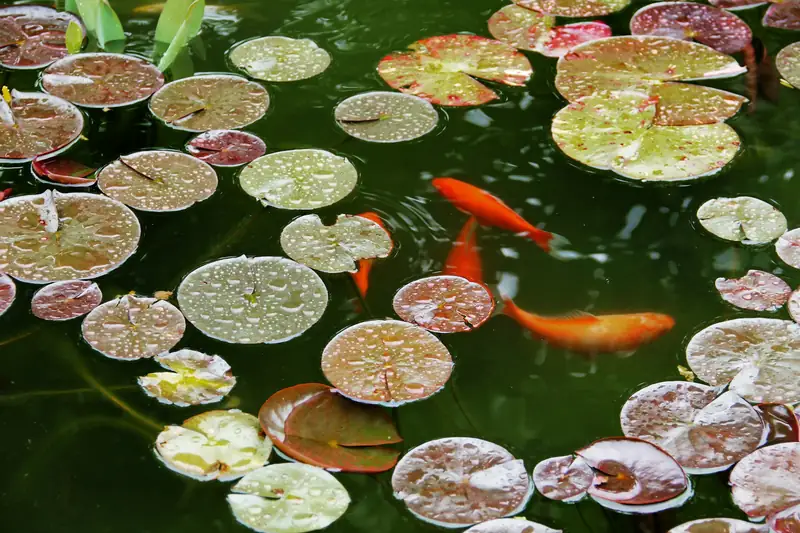 Koi among water-lily pads