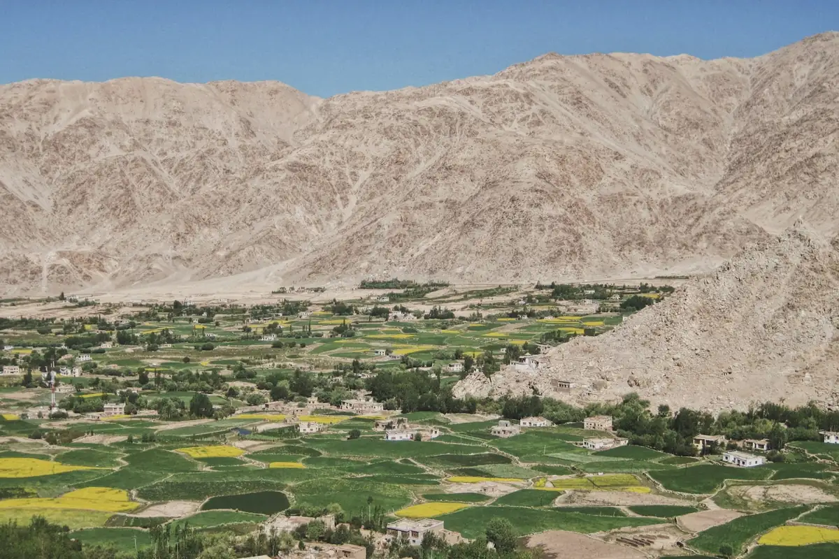 Green irrigated fields in a Ladakh desert valley