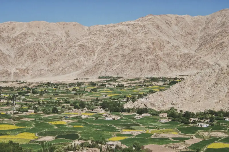 Green irrigated fields in a Ladakh desert valley