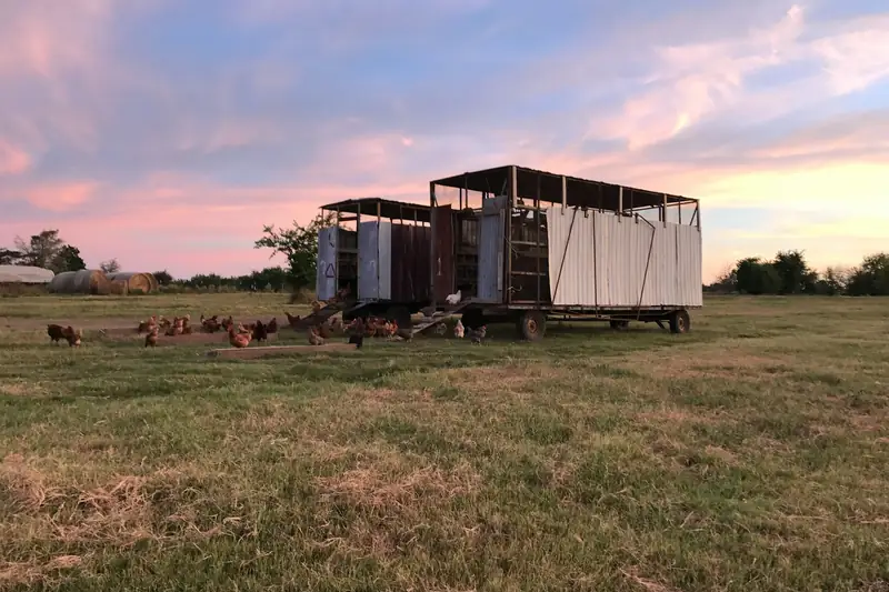 Mobile hen houses on pasture at dusk