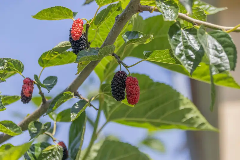 Mulberries on the branch