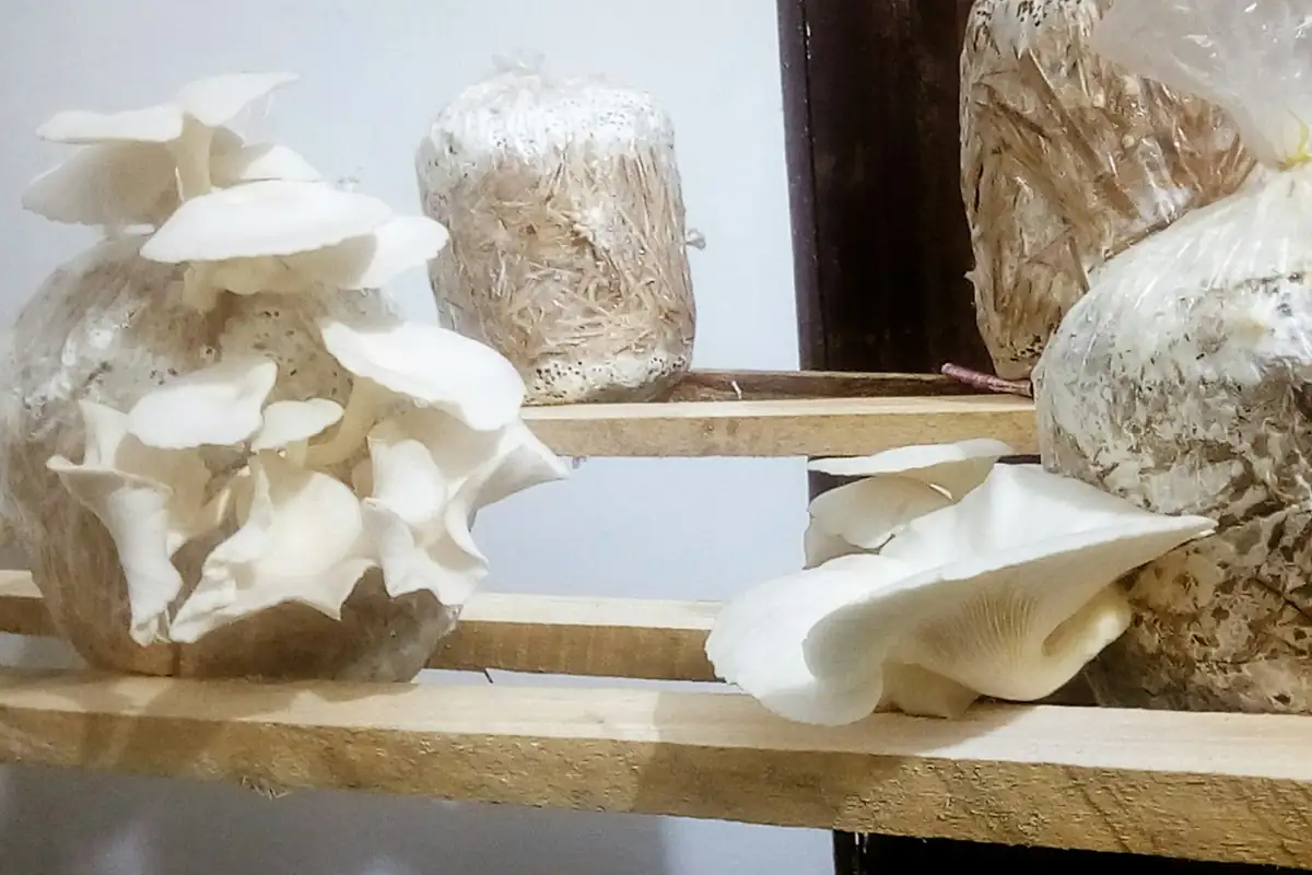Oyster mushrooms fruiting from grow bags on shelves