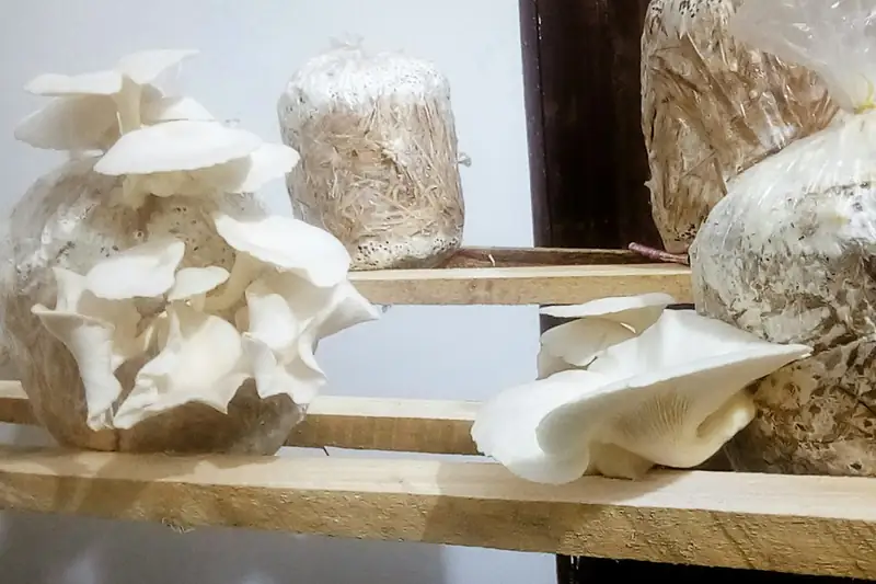 Oyster mushrooms fruiting from grow bags on shelves
