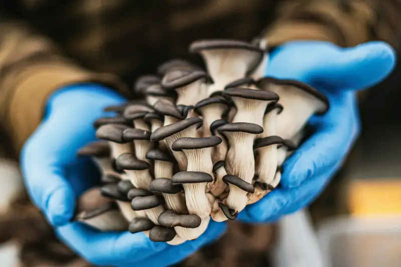 Freshly harvested oyster mushrooms in gloved hands