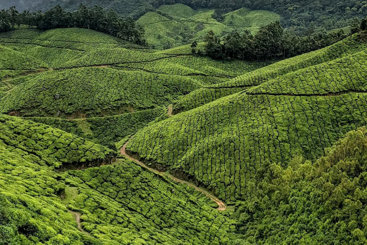 Tea gardens on rolling hills