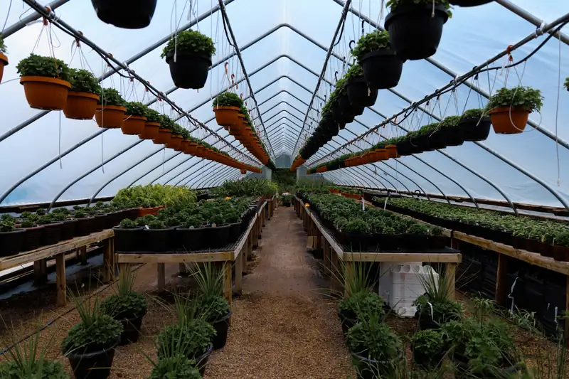 Plant nursery benches inside a polyhouse