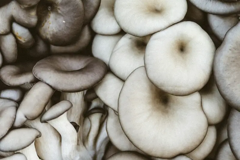 Oyster mushroom caps