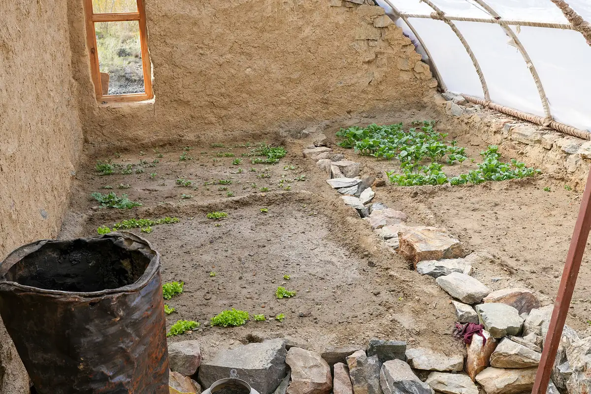 Lettuce growing inside a stone-and-mud-walled greenhouse at 3,820 m, Zanskar, Ladakh