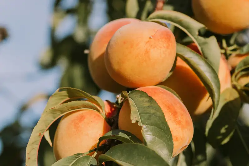 Peaches ripening on the branch