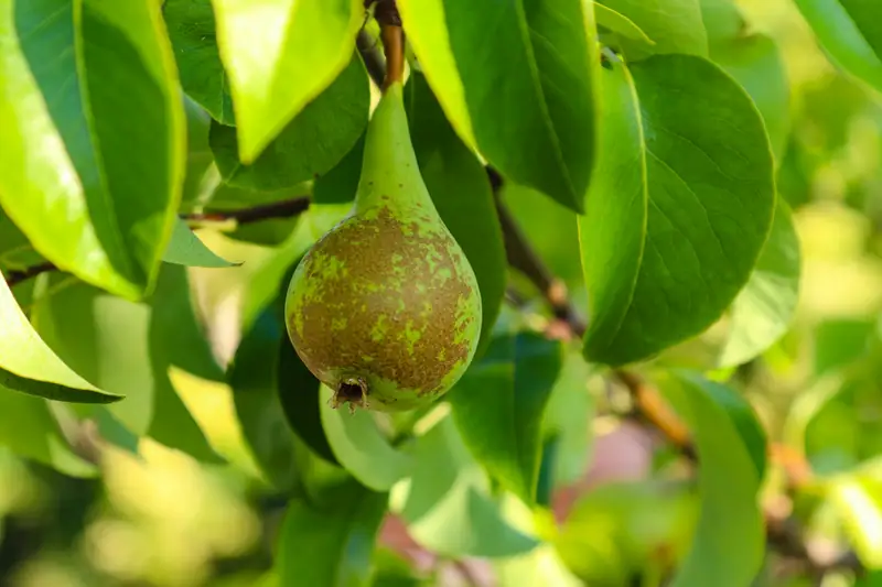Pear hanging on the tree