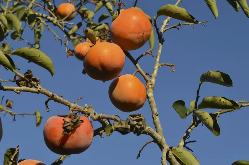 Persimmons on the branch