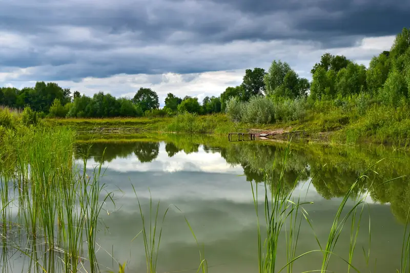 Freshwater pond fringed with reeds