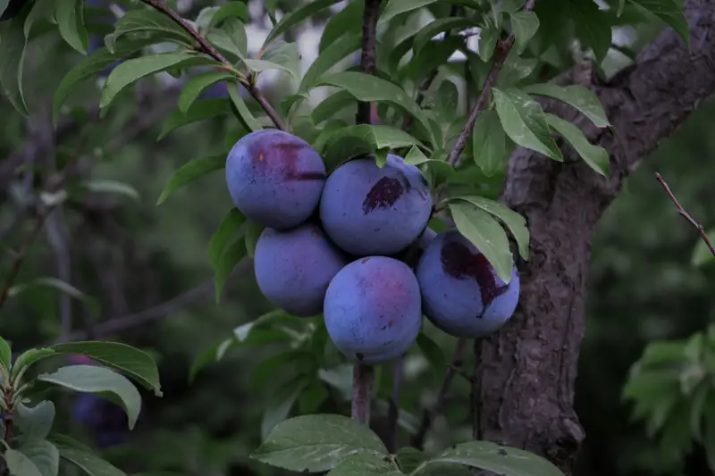 Purple plums on the tree