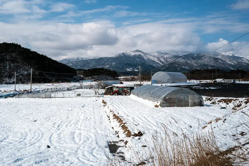 Polyhouses in a snowy valley below mountains