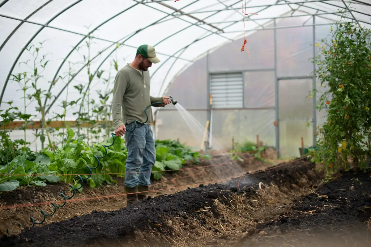Grower watering vegetables inside a polytunnel
