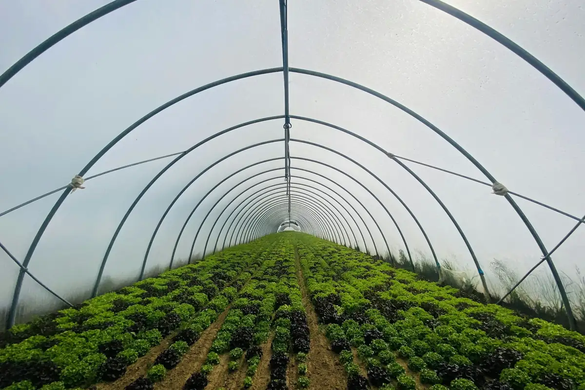 Crop rows inside a polytunnel