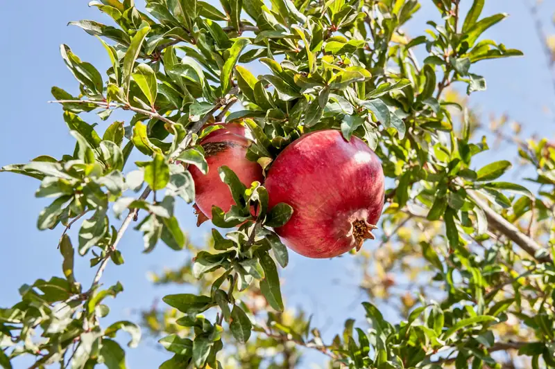 Pomegranate on the tree
