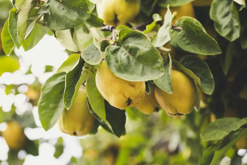 Quinces ripening on the tree