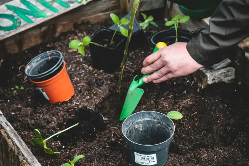 Planting seedlings into compost-rich soil in a raised bed