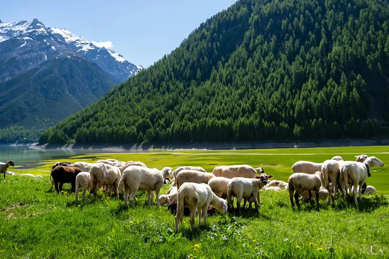Sheep grazing a mountain meadow