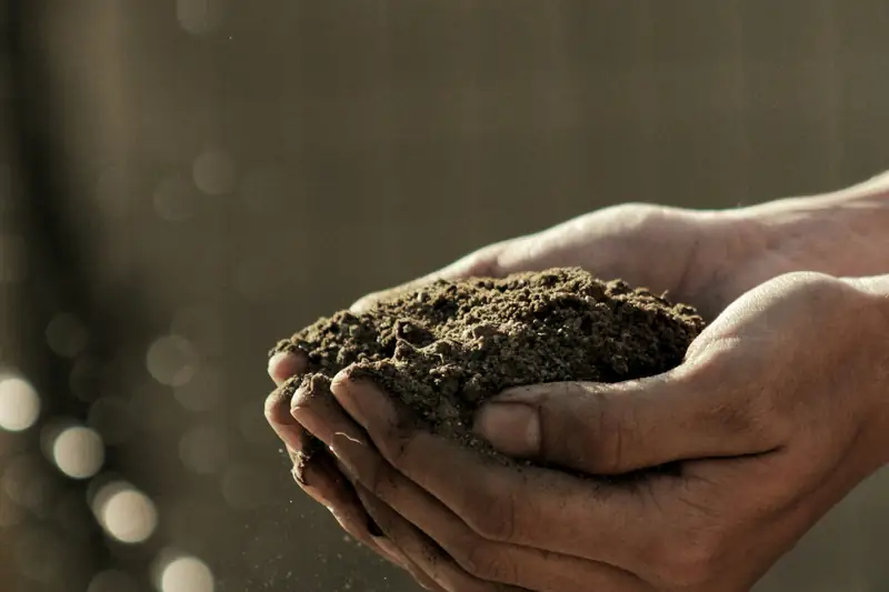 Healthy soil held in cupped hands