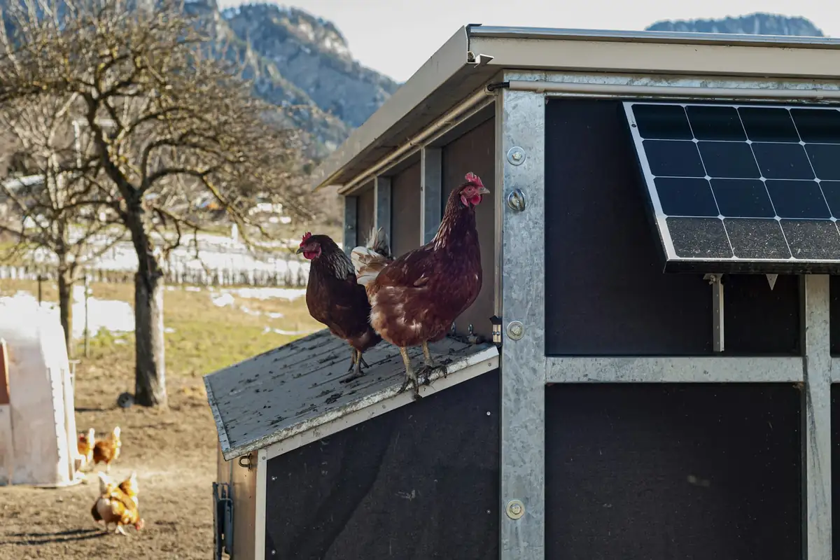 Hens on a coop fitted with a solar panel